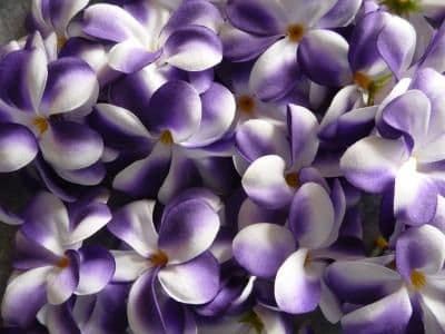 Lot de 30 fleurs de frangipanier tissus white purple