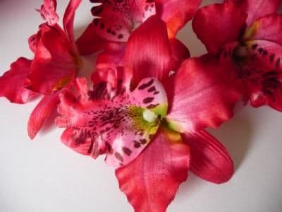 Lot orchidée cymbidium * rouge (x 30)