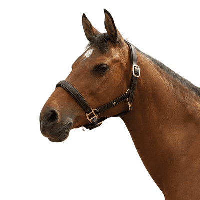 Leather padded headcollar