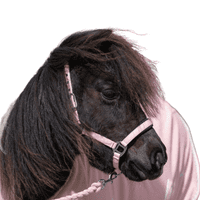 Mini Sorbet Padded Headcollar And Rope Set