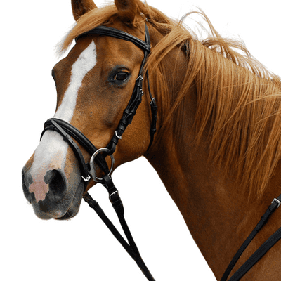 Windsor Leather Bridle With Flash Noseband
