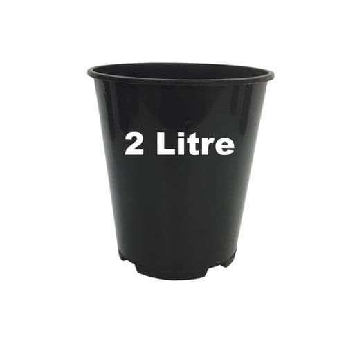 2 Litre Deep Rose Pot – Heavy-Duty Injection-Moulded Plastic with Dual Drainage