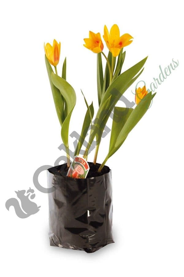 2 Litre Poly Pot Strong Recyclable Polythene Grow Container with Pre ...