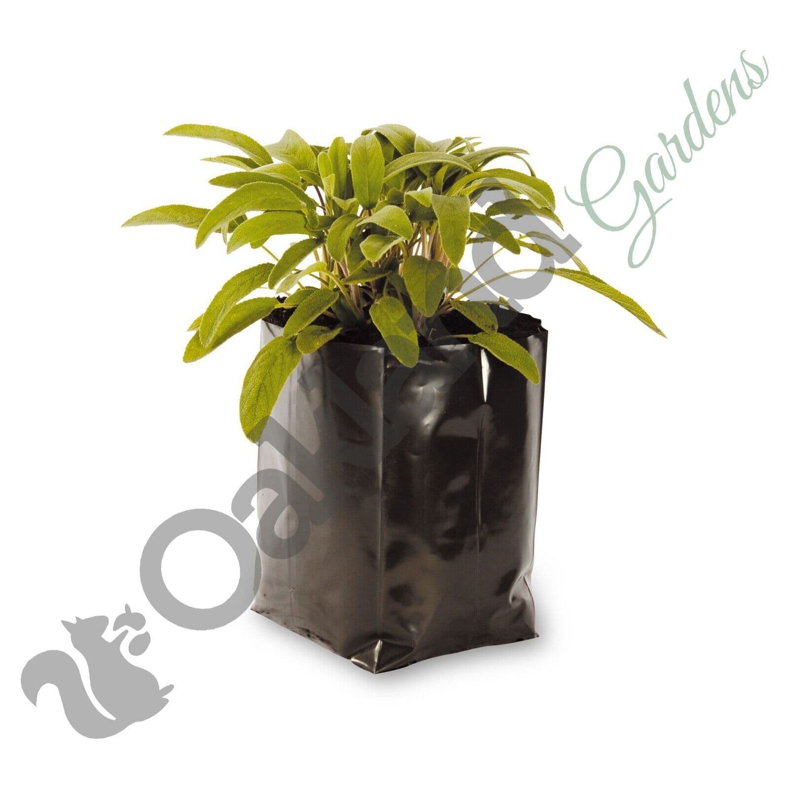 buddha plant pot Ceramic Silver Buddha Planter – ILoveTus Succulents main image 0