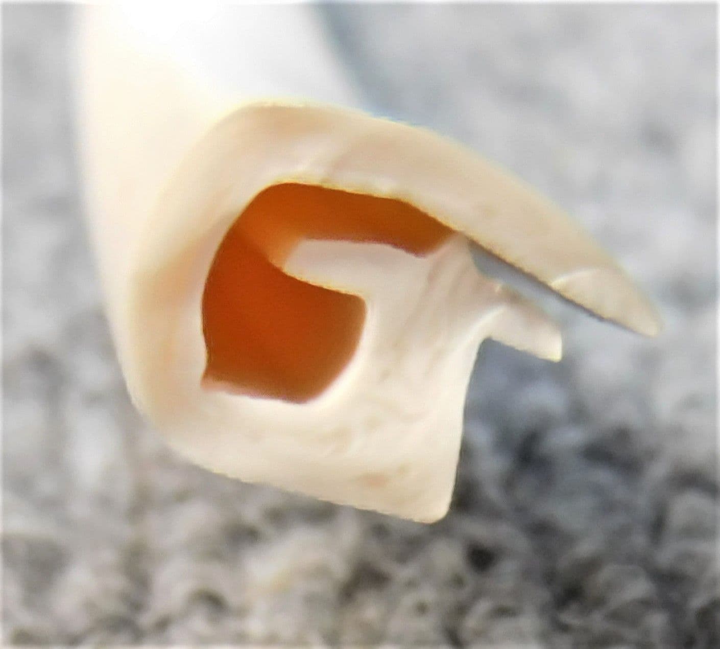 Cream Rubber door seal Motorhome caravan camper