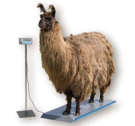 Brecknell PS 1000 Floor Scales