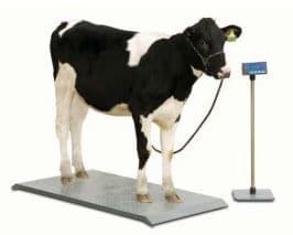 Brecknell PS 2000 Floor Scale