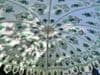 hand block print parasol with Sea Green Poppy Design