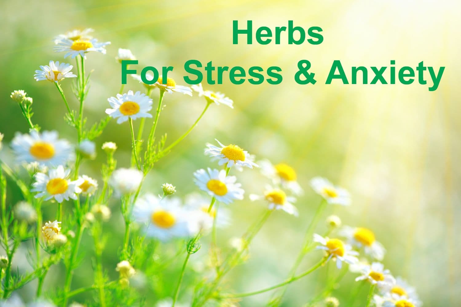 Herbs for Stress and Anxiety: An Evidence-Based Guide to Eight Calming Herbs