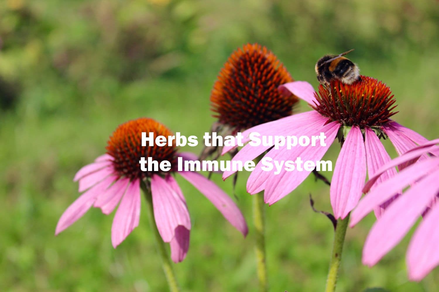Herbs for Immune Support: 7 Natural Allies for Autumn and Winter