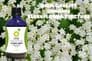 Organic Elderflower Tincture 100ml