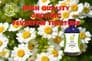 Organic Feverfew Tincture 100ml