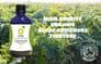 Organic Globe Artichoke Tincture | Cynara Scolymus