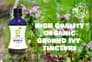 Organic Ground Ivy Tincture 100ml