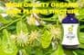 Organic Lime Flower Tincture 100ml