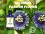 Passion Flower Tincture | Organic Passiflora Incarnata