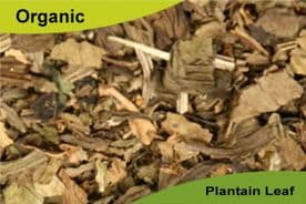 Organic Plantain Leaf 50gm