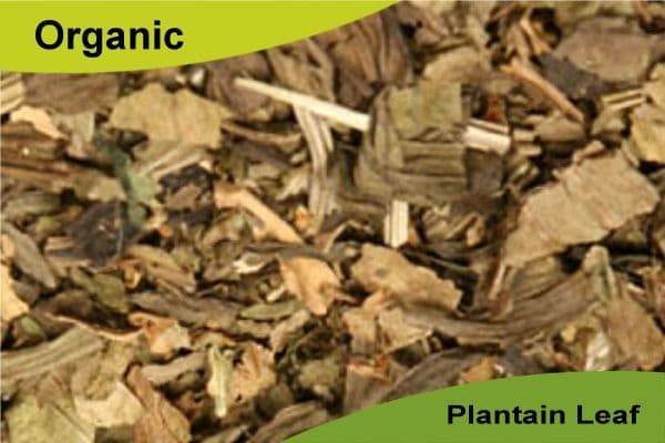 Organic Plantain Leaf 50gm