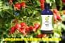 Organic Rosehip Tincture 100ml | Rosa Canina