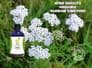Organic Yarrow Tincture 100ml