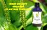 Plantain Tincture | Organic Plantago