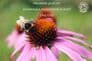 Organic Echinacea Angustifolia Root Tincture 100ml | Premium Echinacea