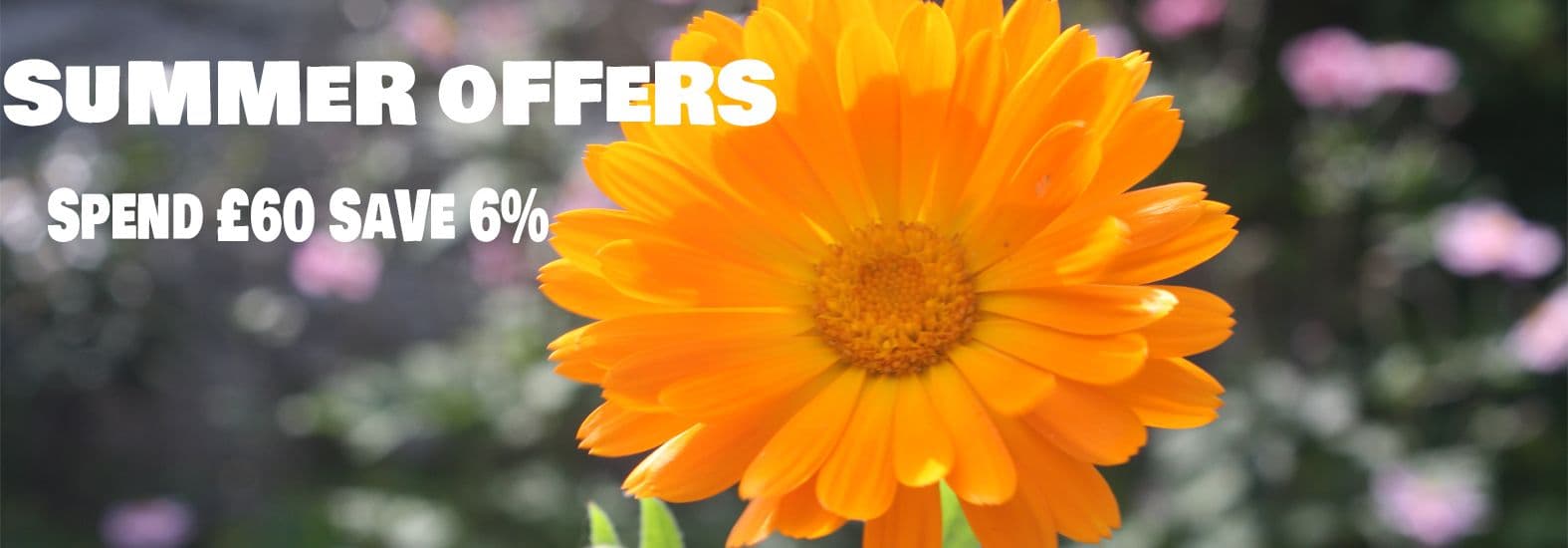 Organic Herbal Tincture Discounts
