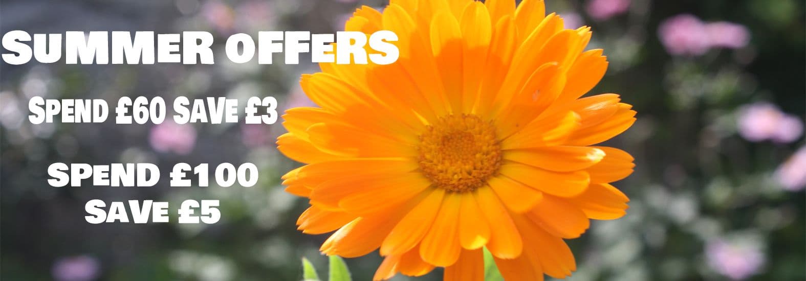 Organic Herbal Tincture Discounts