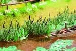 14102 Noch HO/OO Scales; Laser Bull Rushes (Reeds) (16)