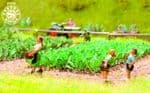14110 Noch; HO / OO Scales Laser Cut Turnips (30)