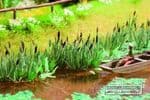14608 Noch N Scale Laser Cut Minis - Reeds (16)