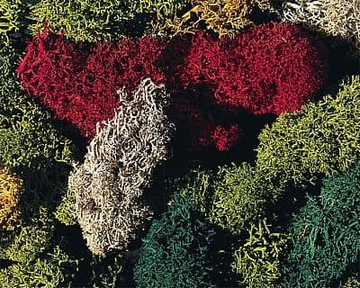 Faller 170730  Lichen 5 Colours