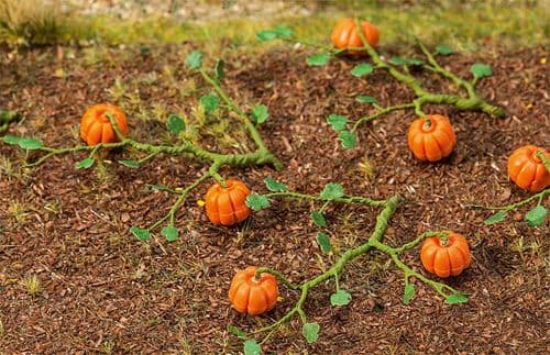 Faller 181258  Pumpkins (6)