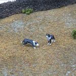 OSBF088 OO Gauge Figures Sheepdogs (painted) (X2)