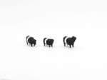 OSBFTT086 TT 1:120 Scale Belted Galloway Cattle x 3 (painted)
