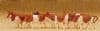 Preiser 79155 N Scale Cows - Brown & White or Black & White