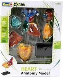 Revell X-Ray Model 02101 Heart Anatomy model