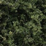 WF1131 Woodland Scenics: Fine-Leaf Foliage - Medium Green