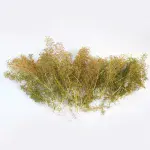 WSTR024   WWS Seafoam Trees Box - Mixed Sizes