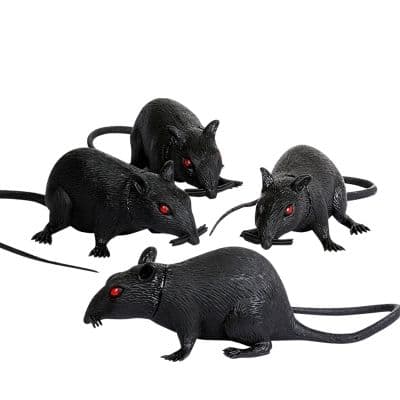 Rats
