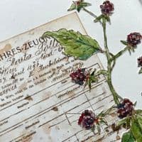 Alison Bomber 024 (Blackberries)