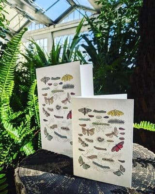 Bugs and Butterflies Card