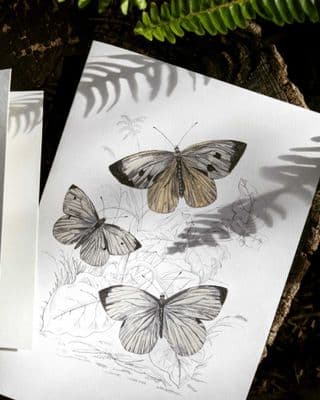 Butterflies Card