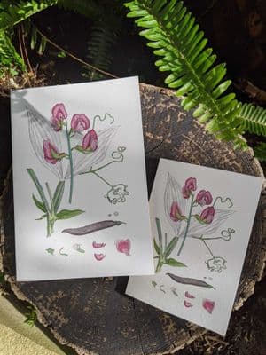Sweet Pea Card