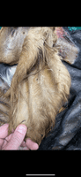 Beef Buffalo Ears with Fur Hair 25's