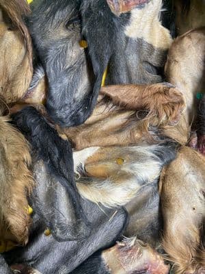 Beef Buffalo Ears with Fur Hair 25's