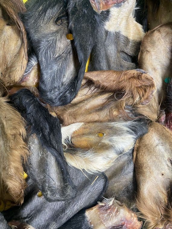 Beef Buffalo Ears with Fur Hair 25's