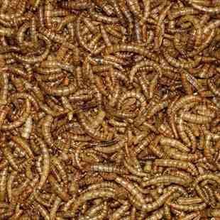 BULK ORDERS of 50 Boxes Dried Mealworms 12.55kg (VAT EXEMPT!!!) FREE POSTAGE IN MAINLAND UK