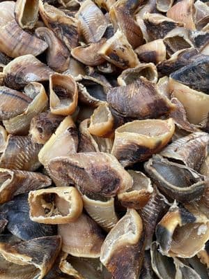 Dried British Cows Hooves 25's