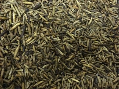 Dried CALCIUM Meal worms 12.55kg (VAT EXEMPT!!!)